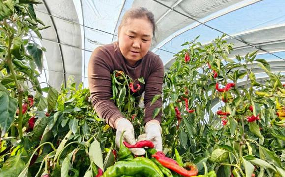 從田間地頭到工廠車間！黨建引領為七師胡楊河市高質量發展注入“核心引擎”